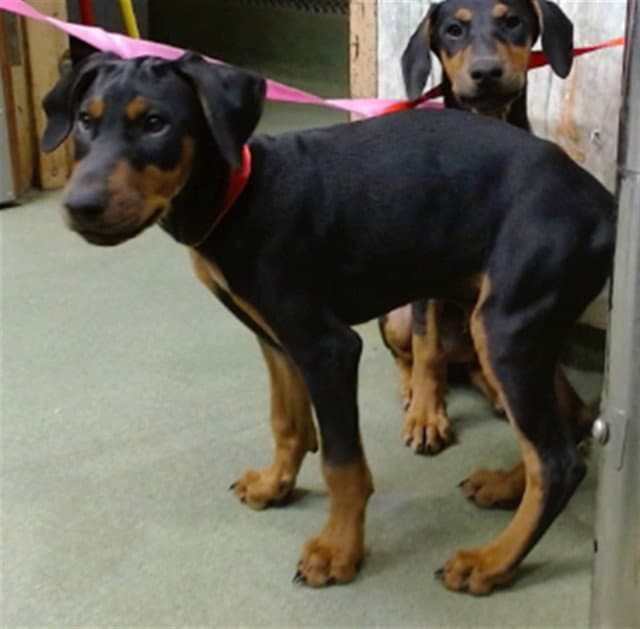 Gordo - Doberman Pinscher