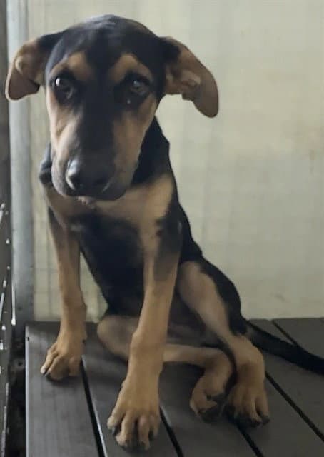 Luke - Doberman Pinscher