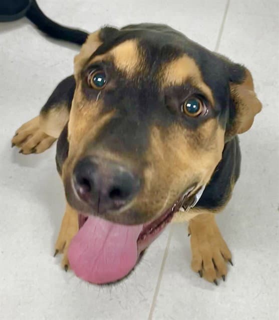 Luke - Doberman Pinscher