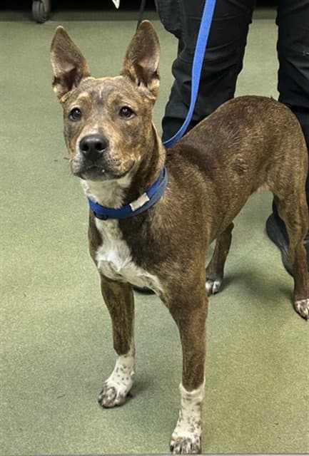 Cisco - Pit Bull Terrier