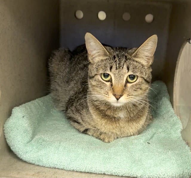 Juno - Domestic Short Hair