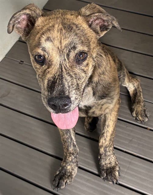 Tiger - Pit Bull Terrier