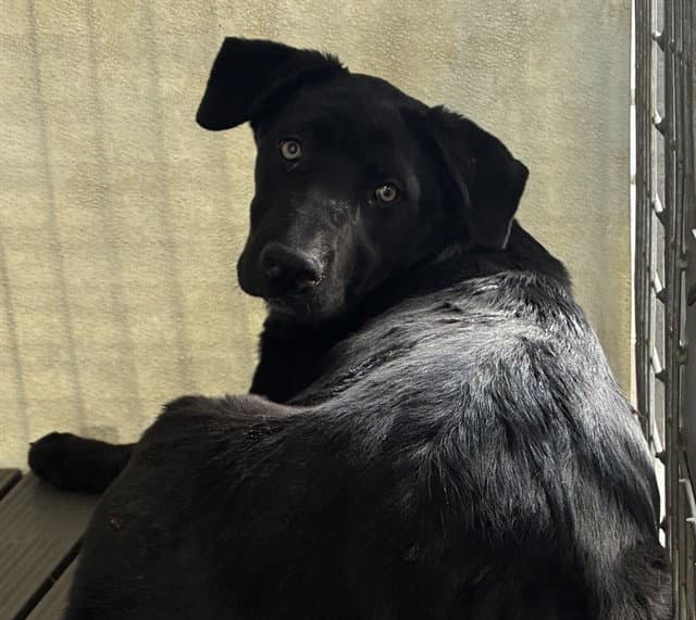 Fiona - Labrador Retriever