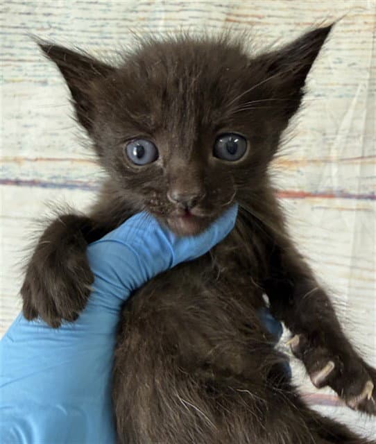 Fantasma - Domestic Short Hair