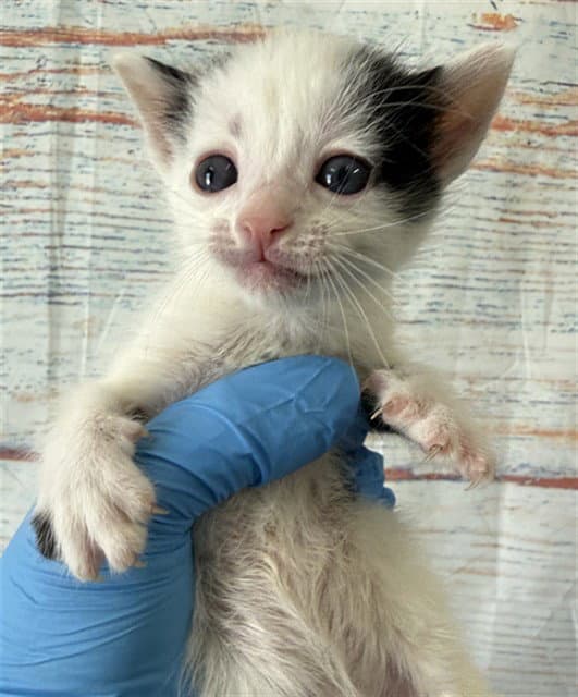 Starlight - Domestic Short Hair