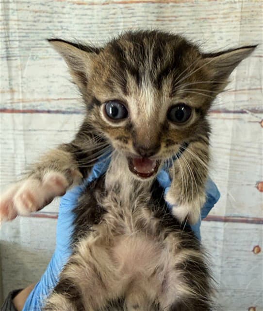 Comet - Domestic Short Hair