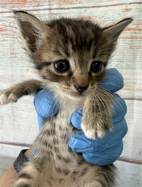 Universe - Domestic Short Hair
