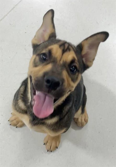 Cody - German Shepherd Dog