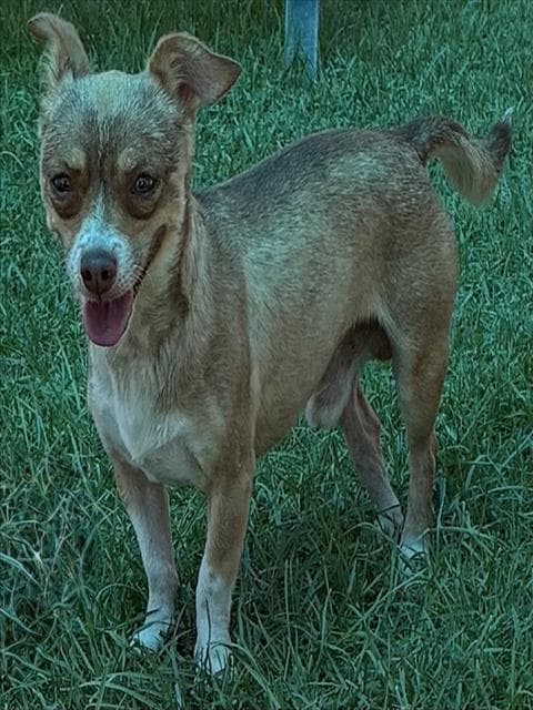 Appy - Chihuahua