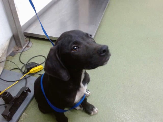 Riley - Labrador Retriever