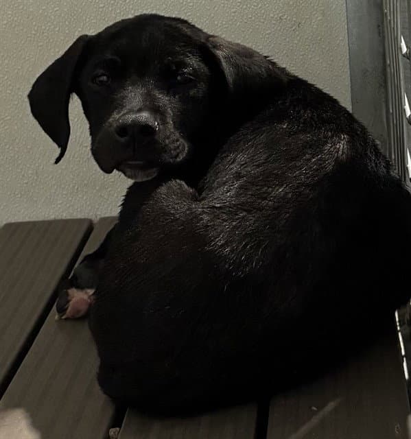 Riley - Labrador Retriever