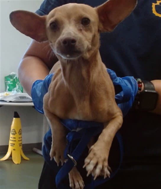 Gigi - Chihuahua