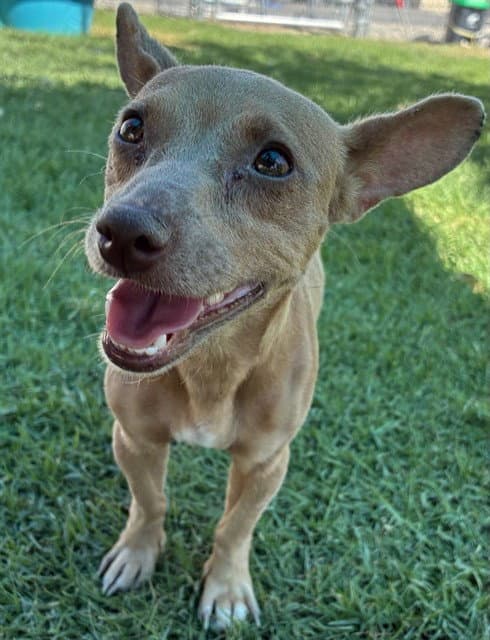 Gigi - Chihuahua