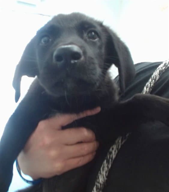 Packer - Labrador Retriever