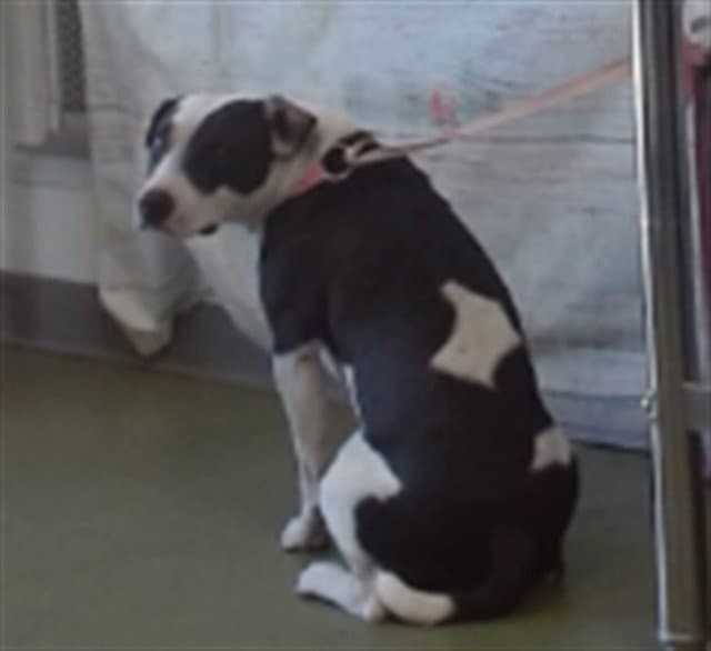 Feyra - Pit Bull Terrier