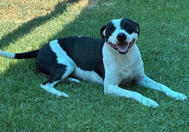 Feyra - Pit Bull Terrier