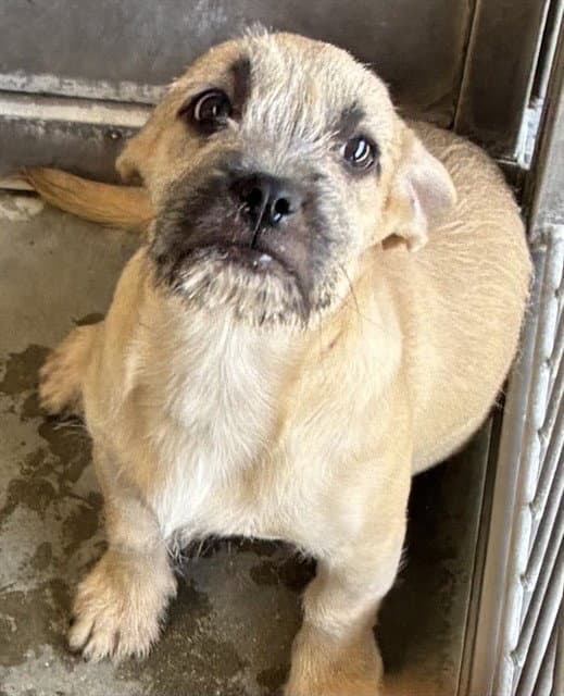 Khan - Pug