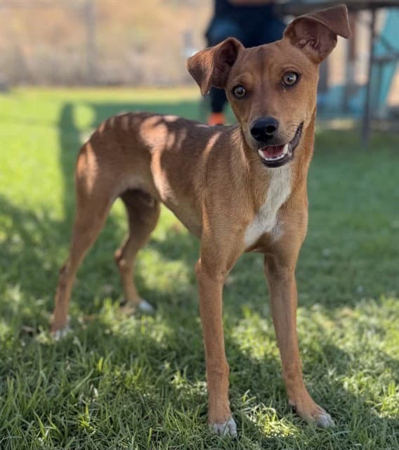Felipe - Chihuahua