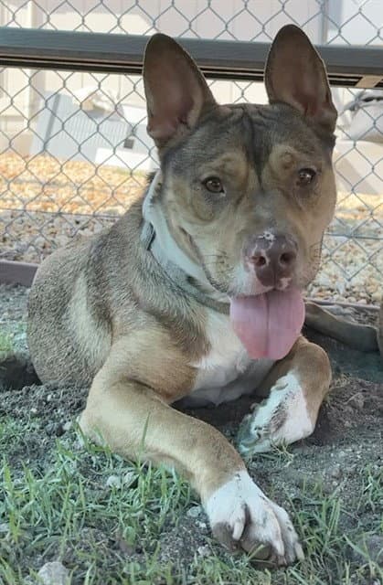 Karen - Pit Bull Terrier