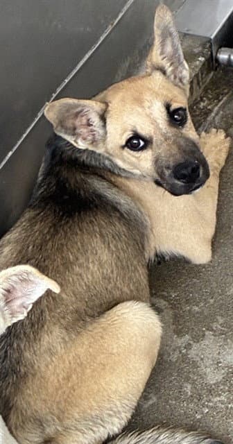 Francine - German Shepherd Dog