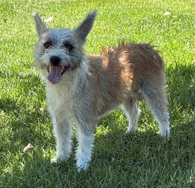 Zelda - Terrier