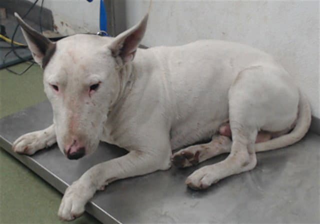 Texas - Bull Terrier