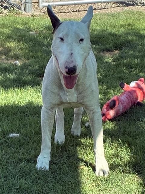 Texas - Bull Terrier