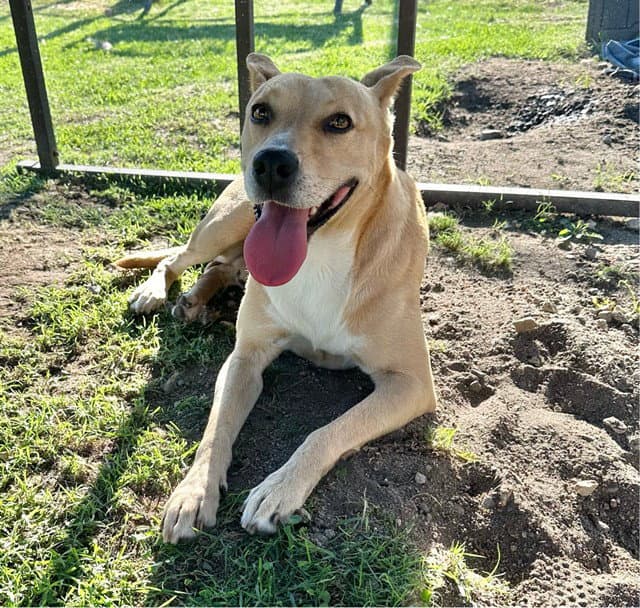 Frank - Pit Bull Terrier