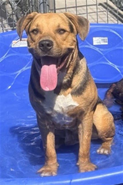 Franklin - Pit Bull Terrier