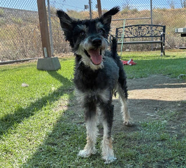 Morris - Terrier