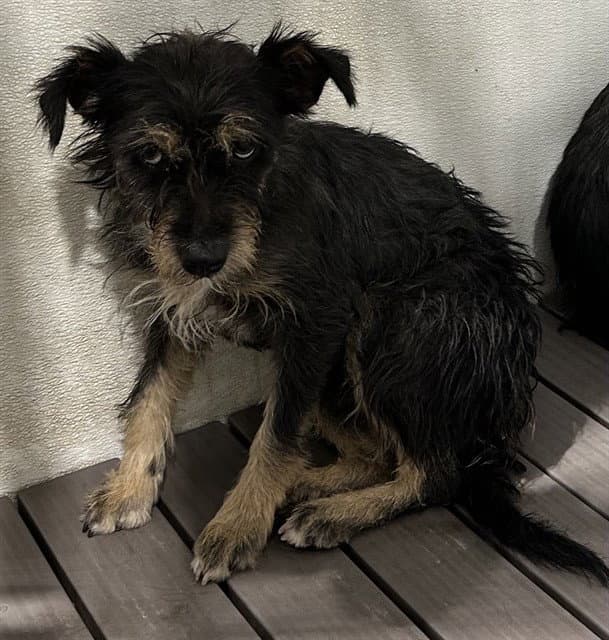 Fawn - Terrier