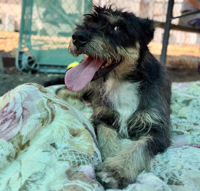 Fawn - Terrier