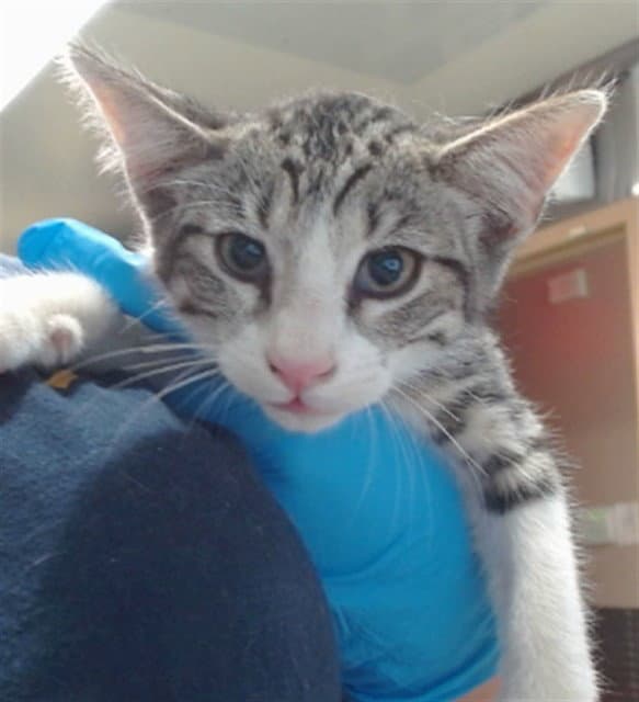 Smokey - Domestic Short Hair