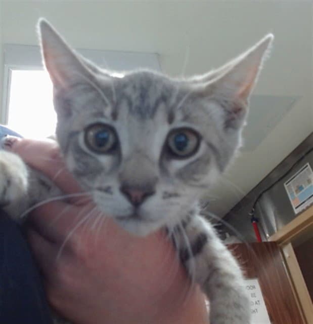 Lacey - Domestic Short Hair