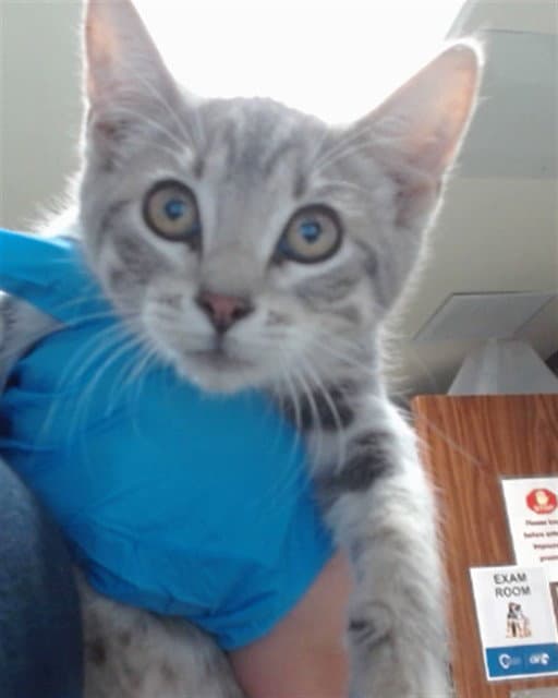 Mireya - Domestic Short Hair
