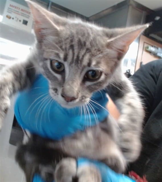 Sasha - Domestic Short Hair