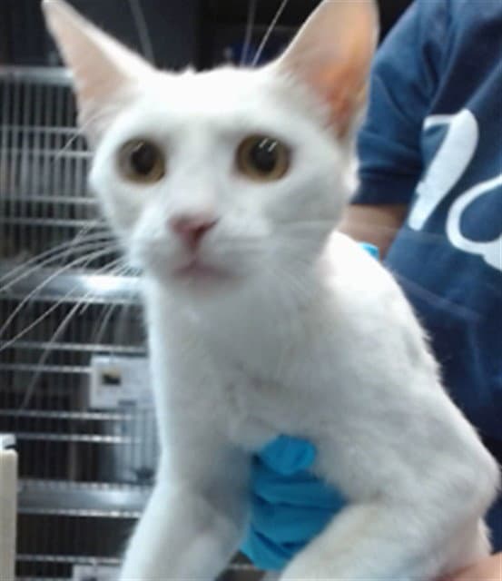 Mama Pinky - Domestic Short Hair