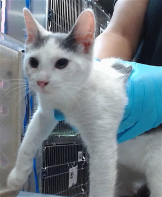Med Waiver Trish - Domestic Short Hair