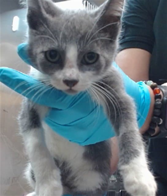 Med Waiver Greyve - Domestic Short Hair