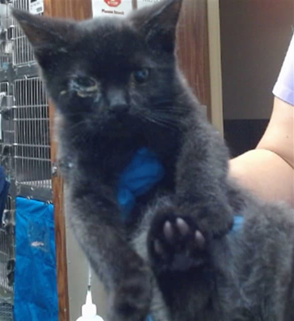 Med Adopt Draco - Domestic Short Hair