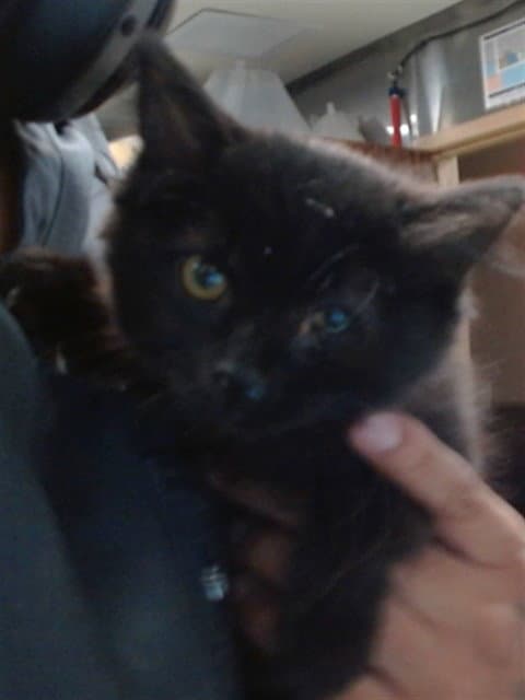 Med Adopt Mavest - Domestic Short Hair