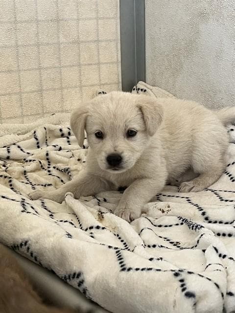 Sable - Labrador Retriever