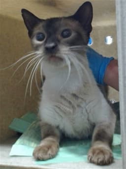 Med Adopt Muffin image 1