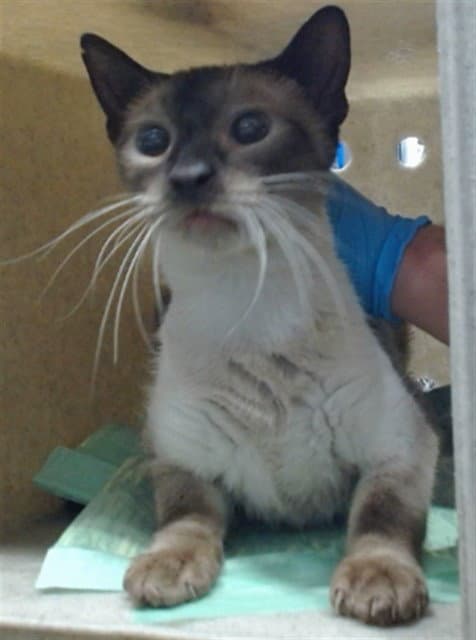Med Adopt Muffin - Siamese