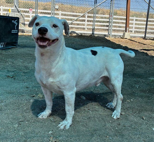 Beau - Chihuahua