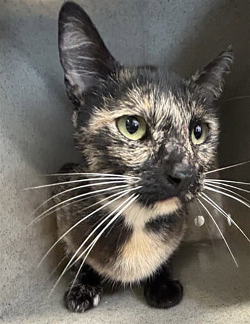 Med Waiver Turtle - Domestic Short Hair