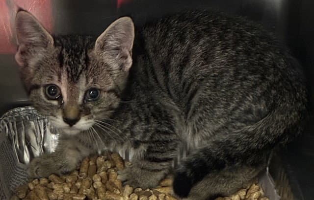 Kira - Domestic Short Hair