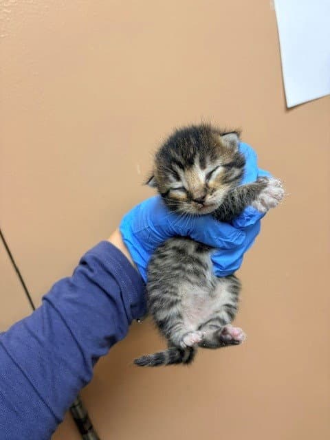 Pacman - Domestic Short Hair