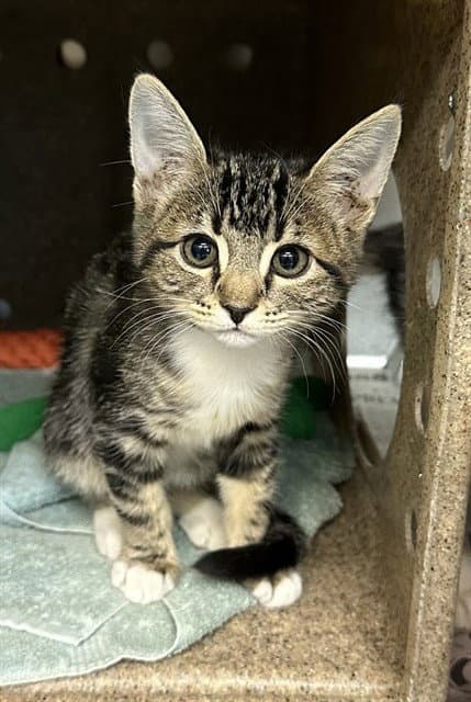 Miss Piggie - Domestic Short Hair