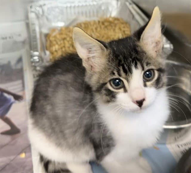 Squirt - Domestic Short Hair